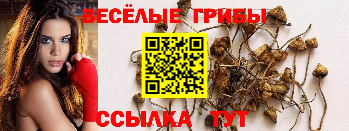 Галлюциногенные грибы Psilocybe  Джанкой  Псилоцибиновые грибы Psilocybe 